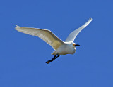 Snowy Egret (Breeding Adult)