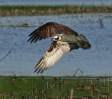 Osprey