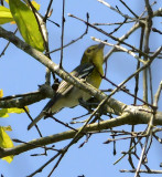 Yellow-throated Vireo 