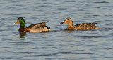 Mallard Duck Pair 