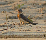 Purple Martin