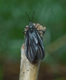 Dark-winged Fungus Gnat