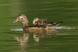 Duckling on Mothers Back