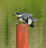 Belted Kingfisher (Male)