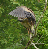 Juvenile (1st Year) Preening in Tree