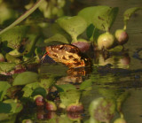 Eastern Cottonmouth 