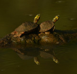 Southern Painted Turtles 