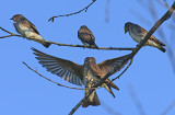 Northern Rough-winged Swallows Feeding her Babies 