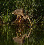 Early Morning Reflection