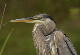 Great Blue Heron (Juvenile)