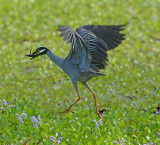 Adult Flying Away with Crayfish Prey