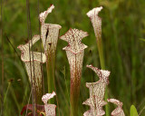 White-topped Pitcher Plants