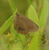 Georgia Satyr