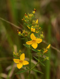 Yellow Meadow Beauty 