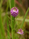 Cross-leaf Milkwort 