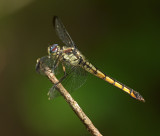 Great Blue Skimmer 