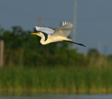 Great Egret  