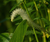 Lizards Tail