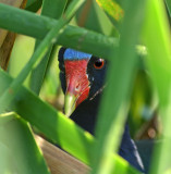 Purple Gallinule on Nest