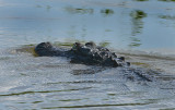 American Alligator 