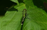 Eastern Pondhawk Female