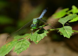 Eastern Pondhawk Male