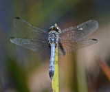 Blue Dasher