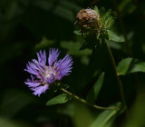 Stokes Aster 