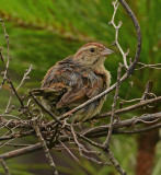 Bachmans Sparrow 