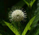 Buttonbush