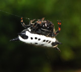 Spiny-backed Orbweaver 