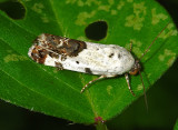 Exposed Bird Dropping Moth (9136)