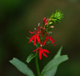 Cardinal Flower