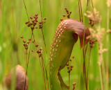 Hooded Pitcher Plant