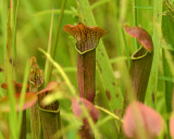 Winged Pitcher Plant 