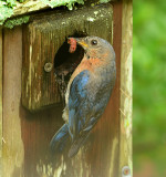 <b>Bluebirds Fledging Video</b>