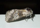 Gray Furcula Moth (7397)