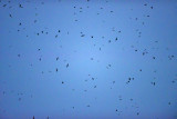Chimney Swifts Preparing to Roost