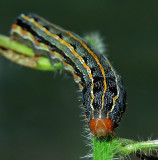 Southern Armyworm Moth Caterpillar (9672)