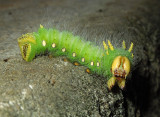 Imperial Moth Caterpillar (7704)