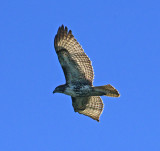 Red-tailed Hawk 