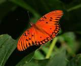 Gulf Fritillary 