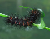 Giant Leopard Moth Caterpillar (8146)