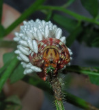 Banded Sphinx Moth Braconid Wasp Parasitoids 