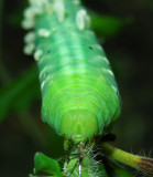 Probably 3rd Instar (Green Form)