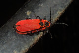 Golden Net-wing Beetles