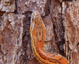 Corn Snake