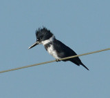 Belted Kingfisher