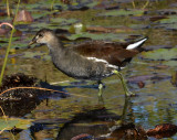 Common Moorhen 