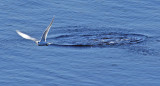 Common Tern